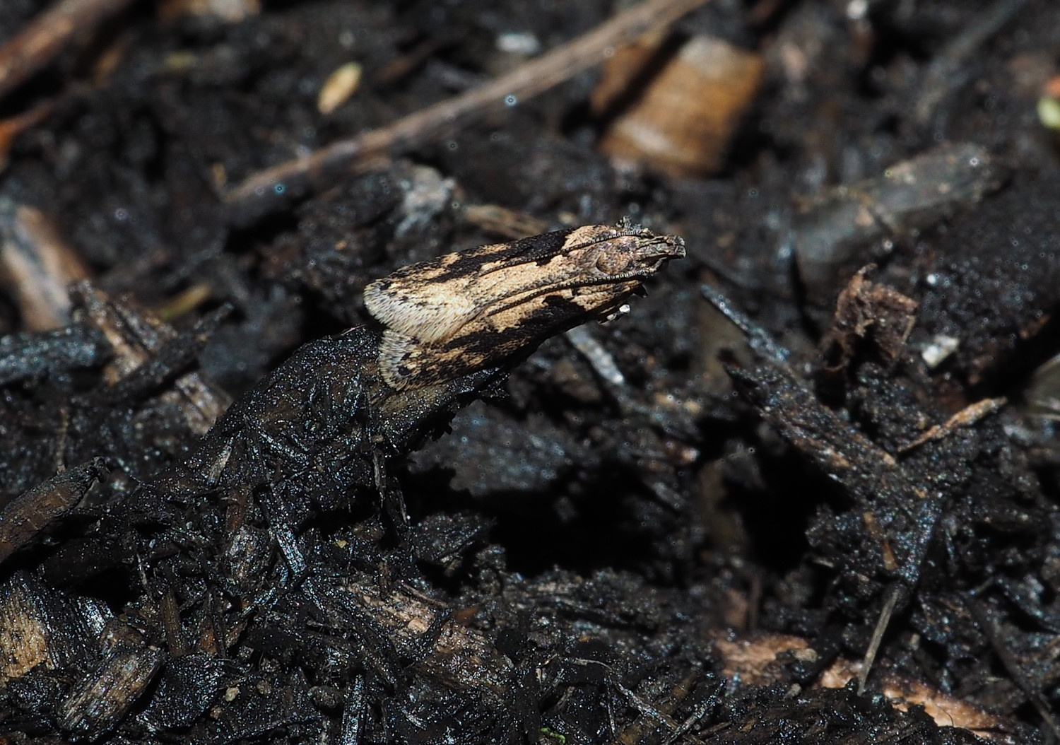 Flying mulch_20200413.jpg